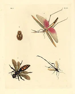 Cimex: Exotic crickets and wasps
