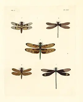 Variegata: Exotic dragonflies and damselflies