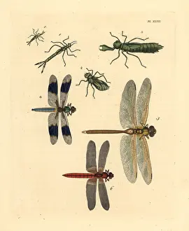 Skimmer: Exotic dragonflies, darners and skimmers