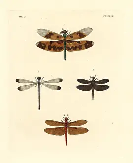 Variegata: Exotic dragonflies and skimmers