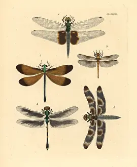 Ebony: Exotic dragonflies and skimmers