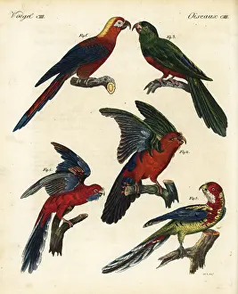 Goetz: Exotic and extinct parrots