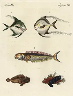 Ciliaris: Exotic fish