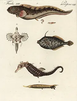Seahorse: Exotic fish