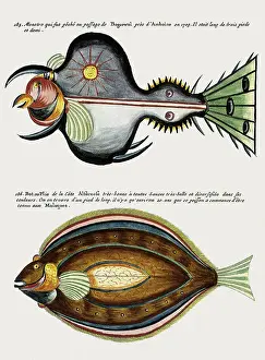 Renard: Two Exotic Fish