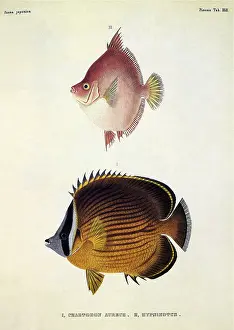 Siebold: Exotic Fish