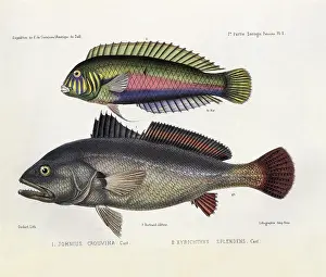 Belly: Exotic Fish