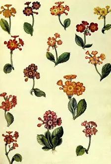 Repetitive: Exotic Flowers