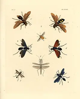 Tarantula: Exotic hornets, wasps and bees
