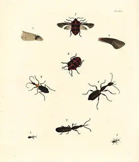 Minutus: Exotic insects