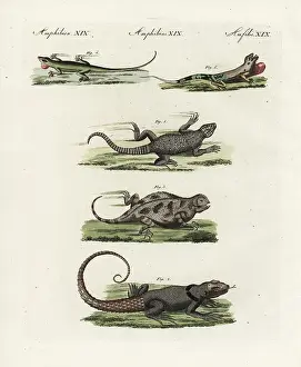 Bertuch: Exotic lizards and anoles
