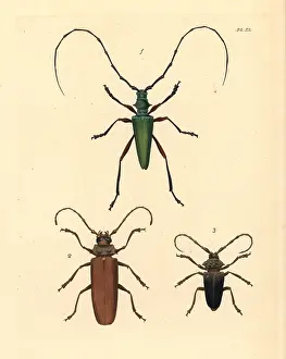 Lamia: Exotic longhorn beetles
