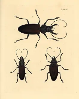 Longhorn: Exotic longhorn beetles