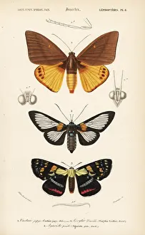 Picta: Exotic moths