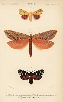 Leto: Exotic moths