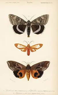 Dorbigny: Exotic moths