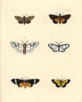 Guttata: Exotic moths