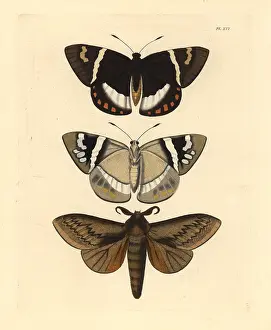 Otus: Exotic moths