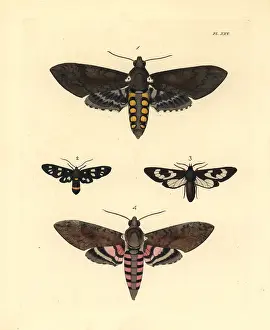 Hornworm: Exotic moths