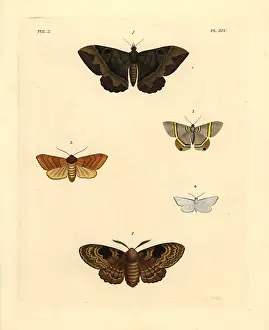 Nivalis: Exotic moths
