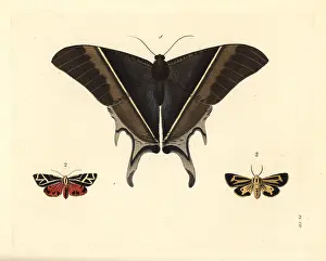 Cinnabar: Exotic moths