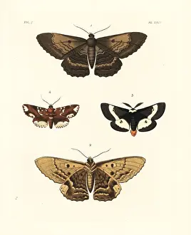 Maia: Exotic moths