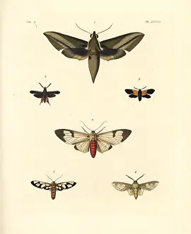 Clotho: Exotic moths