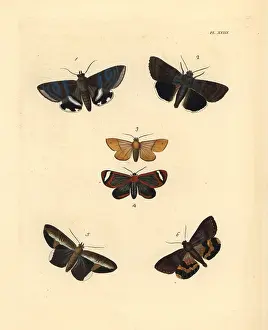 Ventral: Exotic moths