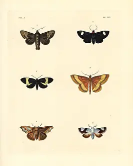 Collaris: Exotic moths
