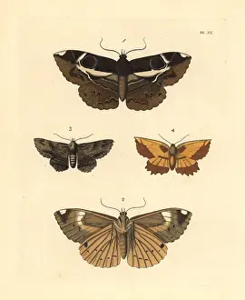 Erebus: Exotic moths