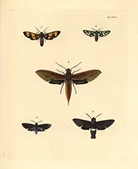 Ventral: Exotic moths