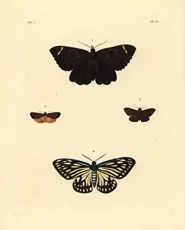 Erebus: Exotic moths