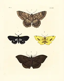 Erebus: Exotic moths