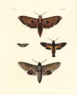 Pulchra: Exotic moths including the achemon sphinx