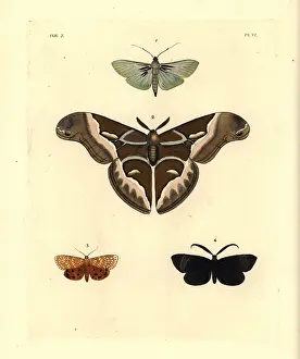 Borer: Exotic moths including the ailanthus silkmoth