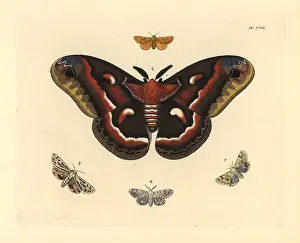 Goldenrod: Exotic moths including cecropia