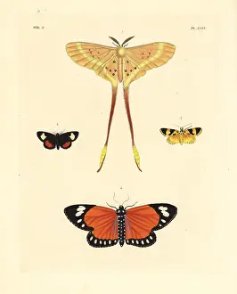 Brachyura: Exotic moths including Eustera brachyura