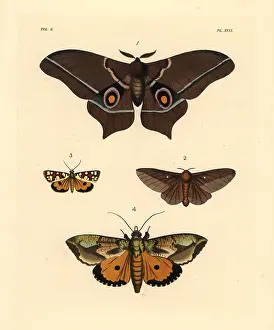 Westwood: Exotic moths including Imbrasia epimethea