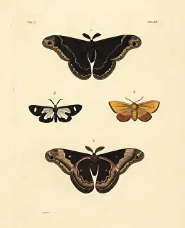 Ventral: Exotic moths including the promethea silkworm