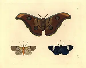 Speciosa: Exotic moths including the tasar silkmoth