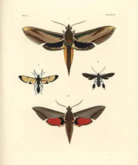 Westwood: Exotic moths including yam and Levant hawkmoths