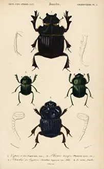 Gigas: Exotic scarab beetles
