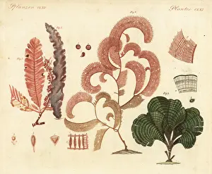Sanguinea: Exotic seaweeds
