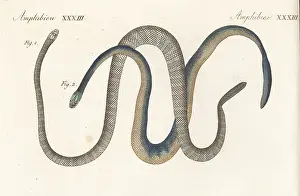 Engraved Plates: Exotic snakes of India