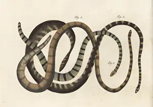 Engraved Plates: Exotic snakes of India