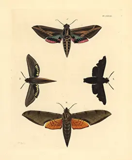 Vitis: Exotic sphinx moths