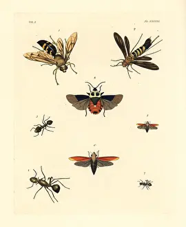 Formica: Exotic wasps and ants