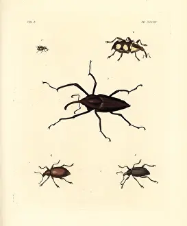 Longipes: Exotic weevils