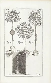 Essays: Experiment on an apple tree