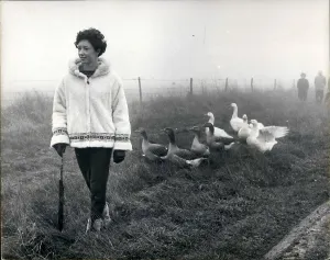 Packer: Experimental goose march in Berkshire, BBC TV